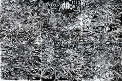 Seeweeds 01 — Sean Foley